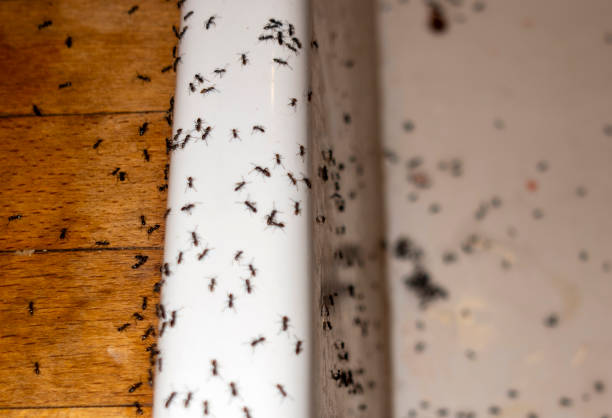 Best Mosquito Control Services  in Chetek, WI